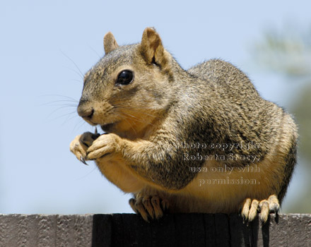 fox squirrel eating sunflower seed