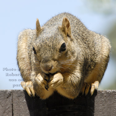 fox squirrel on fence eating sunflower seed