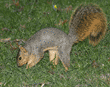 fox squirrel in grass burying acorn