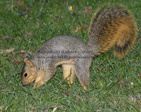 fox squirrel in grass burying acorn