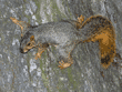 fox squirrel on tree