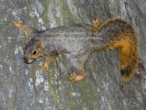 fox squirrel on tree