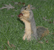 standing fox squirrel holding food