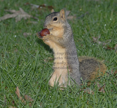 standing fox squirrel holding food