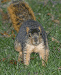 fox squirrel looking up