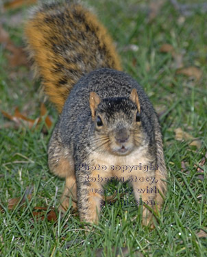 fox squirrel looking up