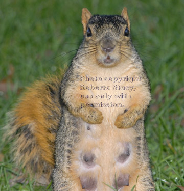 lactating fox squirrel standing