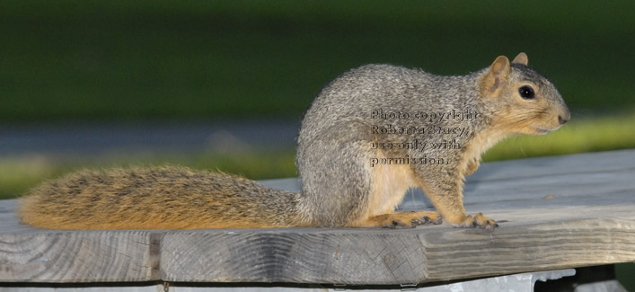 side view of fox squirrel on picnic table