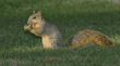 ox squirrel in grass eating acorn