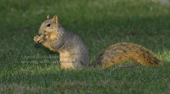 ox squirrel in grass eating acorn