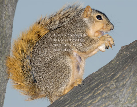 mother fox squirrel in tree eating bread