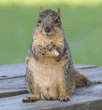 male fox squirrel on table holding piece of bread