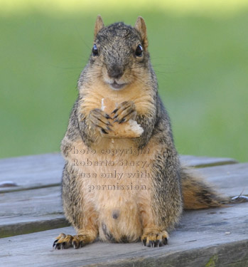 male fox squirrel on table holding piece of bread