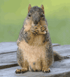 male fox squirrel on table eating piece of bread