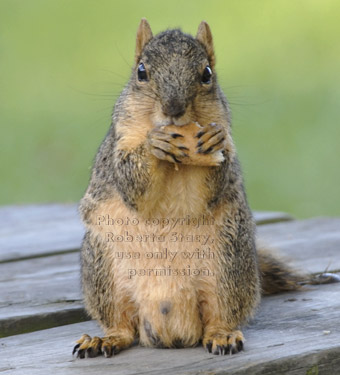 male fox squirrel on table eating piece of bread