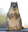 male fox squirrel with open mouth standing on table