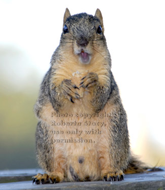 male fox squirrel with open mouth standing on table