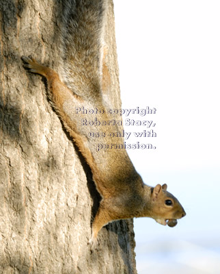 fox squirrel with acorn going down tree