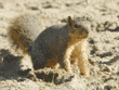 fox squirrel in dirt