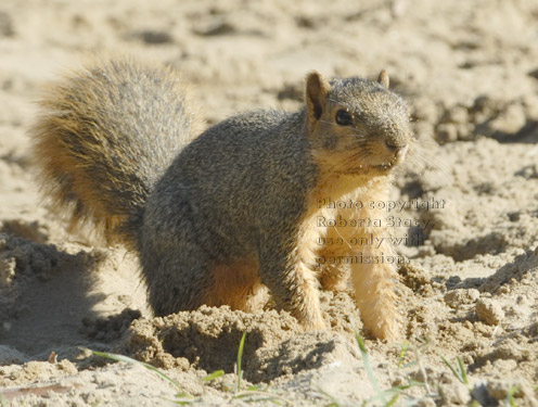 fox squirrel in dirt