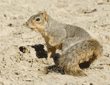 fox squirrel finishing burying acorn in dirt