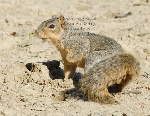 fox squirrel finishing burying acorn in dirt