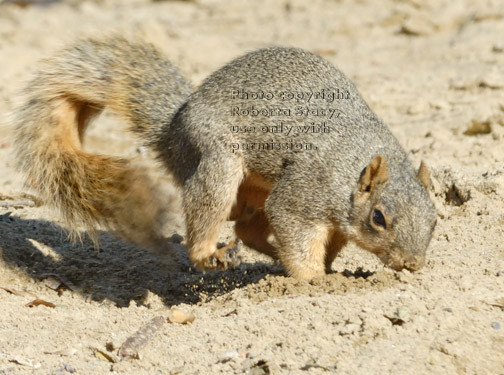 fox squirrel burying acorn in dirt