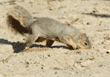 fox squirrel burying nut in dirt