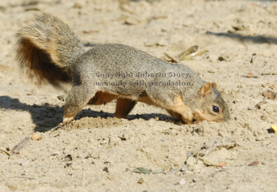 fox squirrel burying nut in dirt