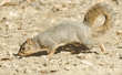 fox squirrel sniffing in dirt