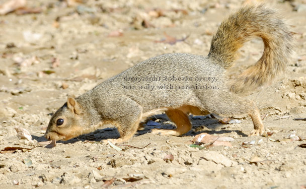 fox squirrel sniffing in dirt