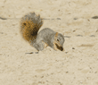 fox squirrel burying nut in dirt