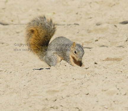 fox squirrel burying nut in dirt