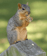 fox squirrel standing on post holding food