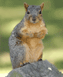 fox squirrel standing on post and looking at camera