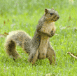 male fox squirrel standing in grass