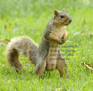 male fox squirrel standing in grass