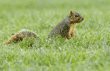 fox squirrel in grass