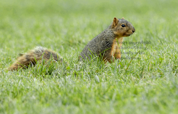 fox squirrel in grass