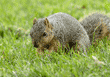 fox squirrel approaching in grass