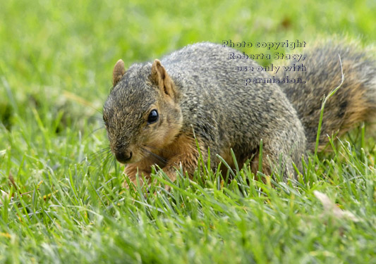 fox squirrel approaching in grass