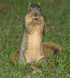 standing female fox squirrel holding acorn to mouth