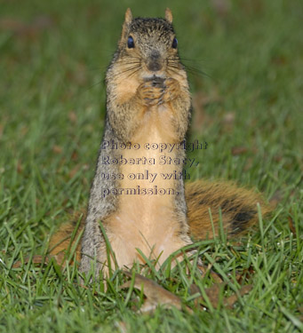 standing female fox squirrel holding acorn to mouth