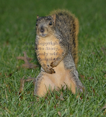 female fox squirrel standing in grass