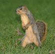 standing fox squirrel looking to her right