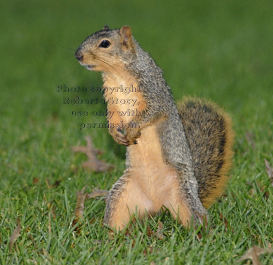 standing fox squirrel looking to her right