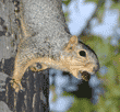 fox squirrel coming down tree with acorn in its mouth