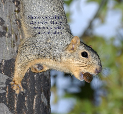 fox squirrel coming down tree with acorn in its mouth