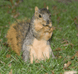 standing fox squirrel holding acorn