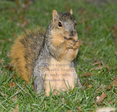 standing fox squirrel holding acorn